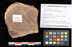 Foto (Objekt + Etikett) von Quercus palaeoilex Ettingshausen (NHMW-GEO-2024-0188-0852)